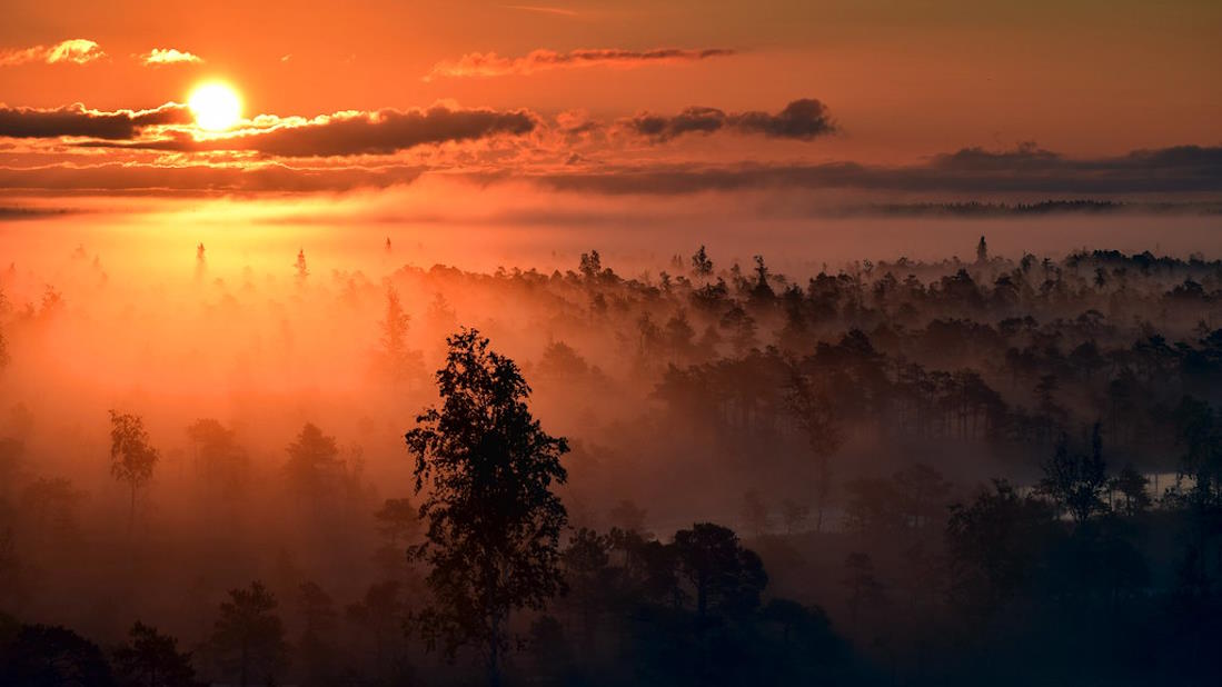 Sunset over foggy forest